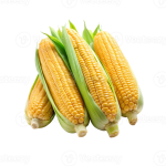 Кукуруза свежая