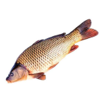 Сазан свежемороженый, кг